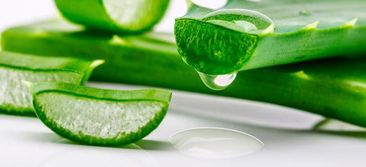 The Amazing Benefits of Aloe Vera