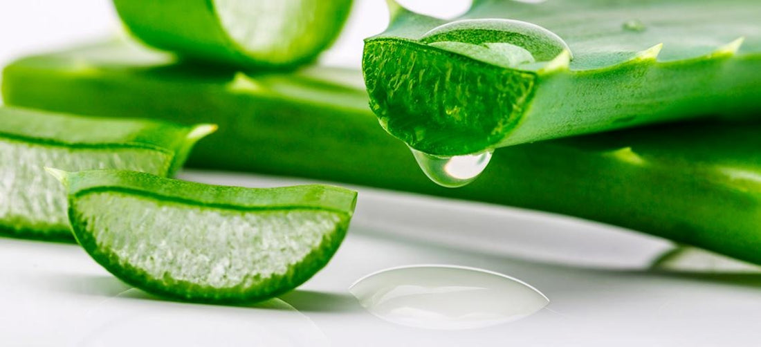 The Amazing Benefits of Aloe Vera