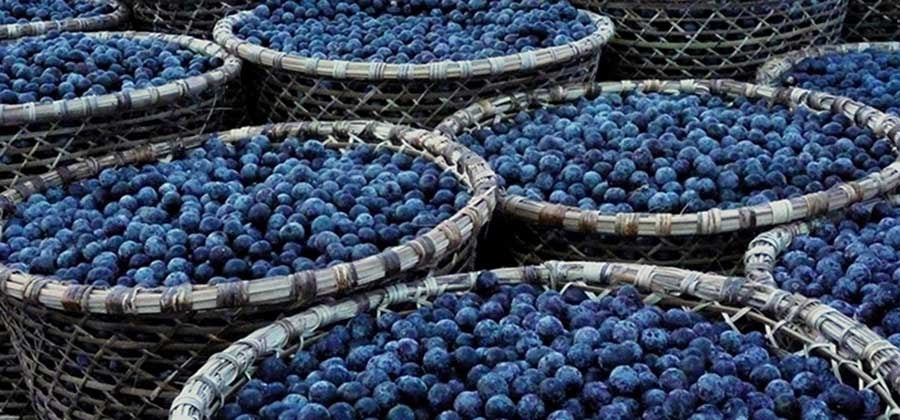 Acai Berry fruit from the Amazon rain forest, the secret of youthfulness