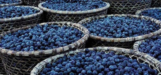 Acai Berry fruit from the Amazon rain forest, the secret of youthfulness